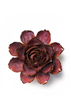 Carica l'immagine nel visualizzatore di Gallery, Camelia rigata rosa
