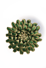Carica l'immagine nel visualizzatore di Gallery, Ninfea verde
