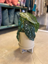 Carica l&#39;immagine nel visualizzatore di Gallery, Vaso cashmere
