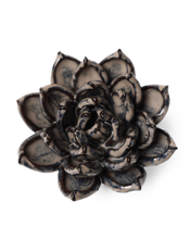 Carica l'immagine nel visualizzatore di Gallery, Echeveria grigia
